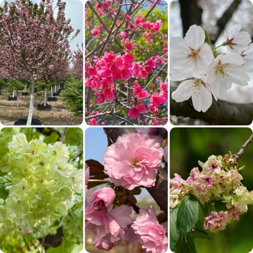 20 pcs Kirschblüten winterfeste pflanzen für balkon Japanischer Kirschblütenbaum Samen, pflanzensame, gartenpflanzen bodendecker winterhart, winterharte pflanzen kräuter pflanzen bonsai