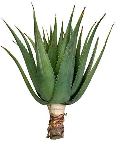 Vonderweid - Aloe Arborescens Pflanze | Herrlich Erwachsene Aloe Pflanze | Zierpflanze und Heilpflanze für Pater Romano Zago | Pflanze im Alter von 5 bis 8 Jahren | aus Sizilien |