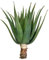 Vonderweid - Bellissima Pianta Madre di Aloe Arborescens di 5 anni, Pianta adatta per Ricetta di Padre Zago da Coltivazione Italiana a Cielo Aperto,Pianta Ornamentale e Disintossicante