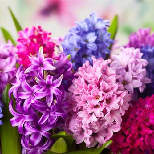 Vielfalt,Leicht zu keimen,Einfach anzubauen,Gesunde Zwiebeln, Kältebeständig, Natürlich und biologisch,Winterharte Rhizome,Winterhartes-2 Hyazinthen Zwiebeln