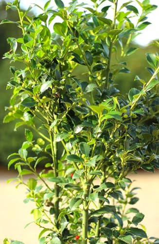 Stechpalme Ilex Heckenfee 60-80 cm Ilex Meserveae winterhart Freilandaufzucht