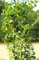 Stechpalme Ilex Heckenfee 60-80 cm Ilex Meserveae winterhart Freilandaufzucht