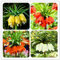 Pinkdose 30 PCS Kaiserkrone Anlage Wang Fritillaria Anlage einfach zu wachsen Home Garten Bodendecker Pflanzen Seltene Pflanzen Bonsai leicht wachsen sehen: MIX