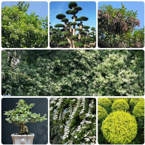 semillas de aligustre arbustivo - plantas de interior purificadoras de aire aligustre lucidum semillas de bonsái, seto de rápido crecimiento plantas de balcón resistentes Decoración de 330pcs