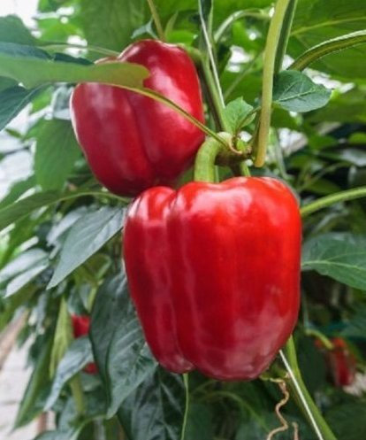 Frische Heirloom Süße Big rote Paprika 100 Samen Große Blocky Glocken