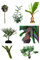 Freiland Exoten Mix Winterhart 10 Arten zu je 10 Samen (Bambus/Palmen/Bananen & Yucca)