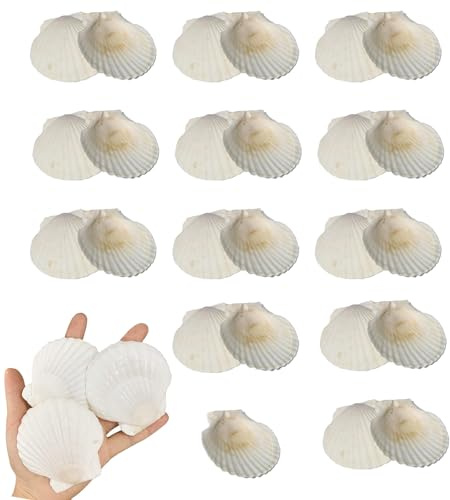 TENGWA 25 Stück Muscheln Natürliche Muschel 7-8cm Weiß Jakobsmuschel Muscheln Große Muschelschalen für Handwerk Küchendekoration Vorspeisenteller Snackdekoration Aquariumdekoration