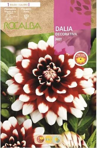Peyca Bulbo de flor variedad Dalia decorativa Duet 1 unidad- Rocalba