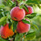 300 pcs apfelbaum pflanzen samen, säulenobst dekoration wohnzimmer apfel äpfel - Malus pumila exotische früchte grünpflanzen bonsai tree ökologische geschenke obstbäume