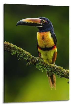 Tier-Poster, Tukan, ruht auf einem Baum, dekoratives Gemälde, Leinwand, Wandposter und Kunstdruck, modernes Familienschlafzimmer, Dekoration, Poster, 40 x 60 cm