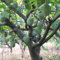 20 pezzi semi di soursop verde semi di annona muricata frutta tropicale semi di piante da giardino semi di giardinaggio per piantare ora
