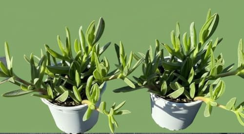 Carpobrotus Edulis Fico di Mare, 2 Piante Vive in Vaso 14 cm, Fiori Invernali Rosa-Viola, Pianta Grassa da Esterno