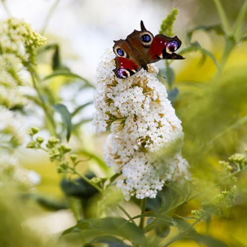 Sommerflieder, Buddleja davidii 'Peace', weiß, Topf 5 l