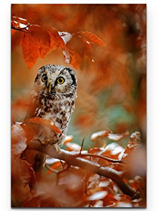 Paul Sinus Art Leinwandbilder | Bilder Leinwand 90x60cm Eule im Wald