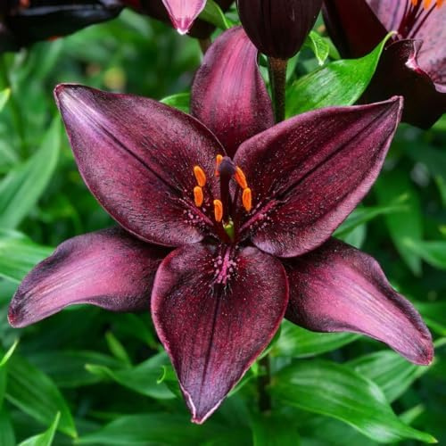 Lilien Zwiebeln Winterhart Mehrjährig - Dark Secret Asiatische Lilien