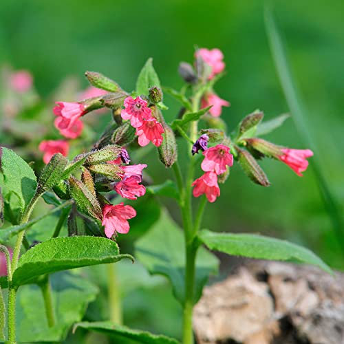 lungenkraut pflanze kaufen samen,Pulmonaria rubra,Pulmonaria officinalis,gartenblumen flanzen wildblumen bonzai bienenfreund historisches saatgut 200 Stück