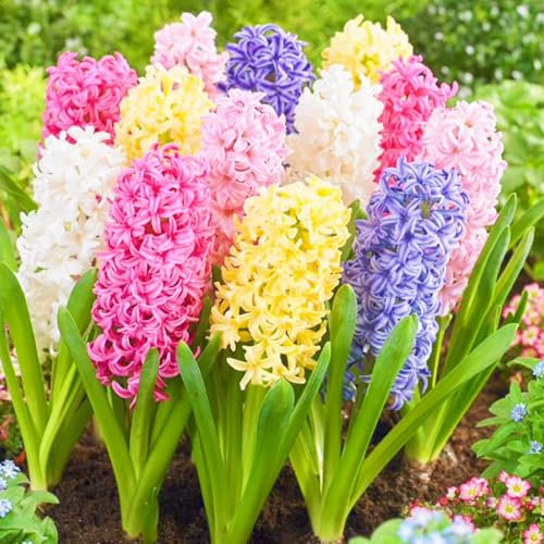 (Bulbi Giacinto In Vaso,Giacinto Bulbo,Giacinto D Acqua Pianta,Giacinto Bulbi,Bulbo Giacinto)-Fiori Da Giardino-6Bulbi-d