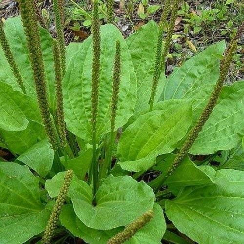 Llantén semillas grandes hoja de la hierba (Plantago major Rosularis) 200 + 200 + (Semillas)