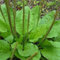 Llantén semillas grandes hoja de la hierba (Plantago major Rosularis) 200 + 200 + (Semillas)