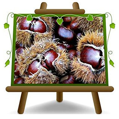 Marroni Maronen Früchte Euro - Japanish Obstpflanzen auf Blumentopf einer Vase von 15 - Baum max 120 cm – 2 Jahre Anbau Italien