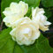 Shopvise Jasminum Sambac fleur pour jardin 20pcs
