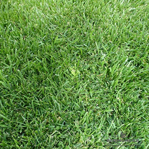 Grassamen Rasensamen Super-Strap-Rasen robust (5 kg)