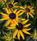 Sonnenhut Early Little Goldstar - großer Topf - Rudbeckia fulgida