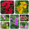 300 pcs Wunderblume Samen Mehrjährig, gartenarbeit winterharte pflanzen für garten bienen wiese Mirabilis jalapa, Wunderblumensamen, ausgefallene geschenke pflanzenkübel gewächshaus