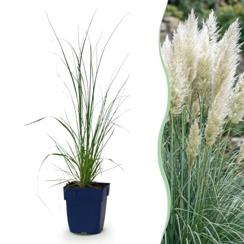 Cortaderia sell. Pumila - Erba della pampa nana - Con pannocchia - Grigia - 6 piante - 15-25cm - Ø11cm - Pianta da giardino