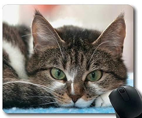 Mauspad, Whiskers Katze Mauspad, Mauspad für Computer cat228