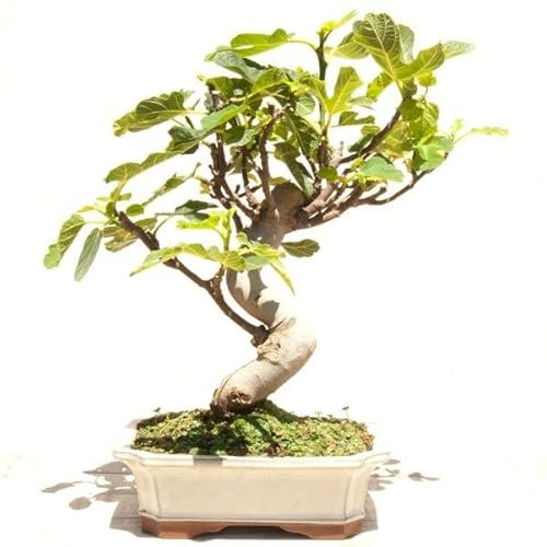DECOALIVE Bonsái Higuera PREMIUM Árbol Ficus Carica Natural