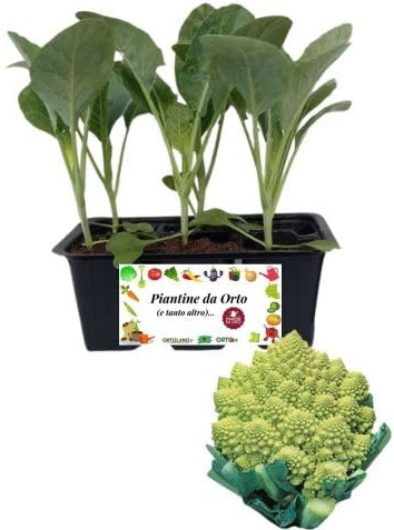 P. Piantine da Orto | Cavolfiore Romanesco, Pianta da Orto o Balcone Pronta al Trapianto, Kit da 6 Piantine, Pianta Vera da Esterno, Vivaio Italiano