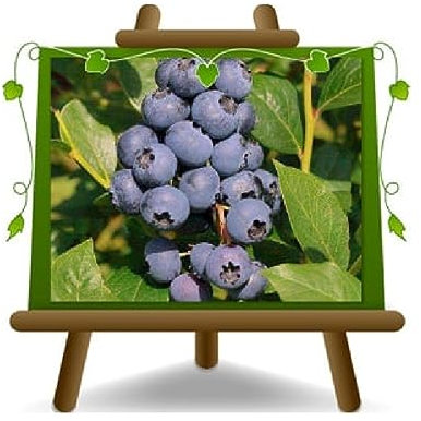 Heidelbeeren Schwarz Amerikanische Riesen Sorte Chandler Pflanze aus kleineren Früchten auf Topf von 20 cm Höhe 50-100 cm