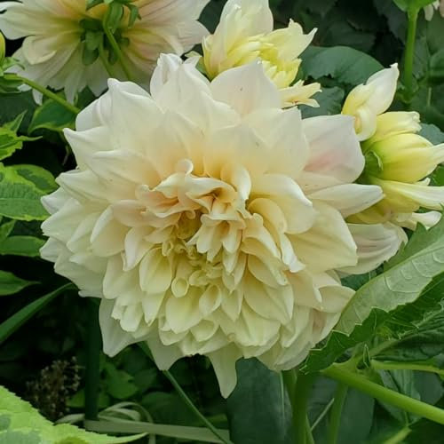 Dahlien Knollen Dahlienknollen Dahlien kaufen Blumenzwiebeln mehrjährig winterhart