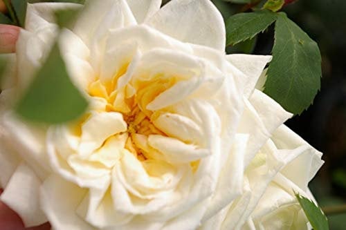 Kletterrose Ilse Krohn Superior® - Rosa Ilse Krohn - Superior® - cremeweiß - Duft+ - Kordes-Rose