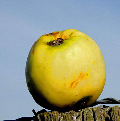 Apfelbaum Zitronenapfel 60-80cm - knackig und feinwürzig - Gartenpflanze