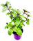 Kräuterpflanze FLORAPARTNER Strauchbasilikum African Blue Ocimum kiliman.x basilicum 2er Set
