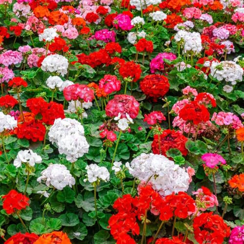 300 pcs geranien pflanzen winterhart samen - geschenke für gartenliebhaber geranie,Pelargonium hortorum, saat winterharte pflanzen für garten bodendecker deko bodendecker