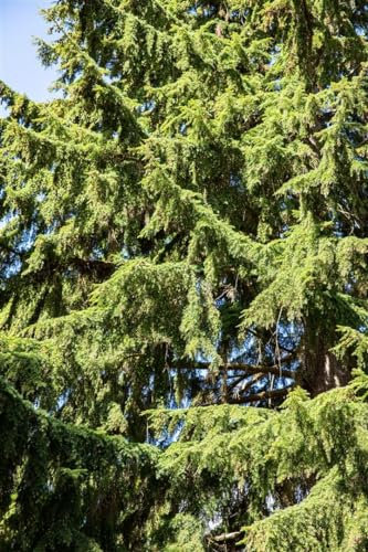 Westamerikanische Hemlocktanne 80-100 cm Ballen Tsuga heterophylla