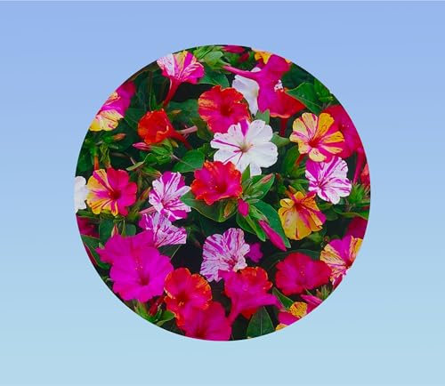 50 graines belle de nuit variée - mirabilis japala - belle de nuit variée - floraison abondante - fleur nocture - Merveille du Pérou