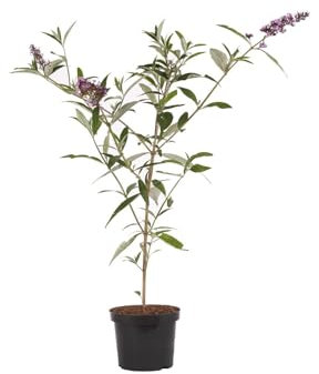 Sommerflieder David 'Empire Blue' - Buddleia davidii