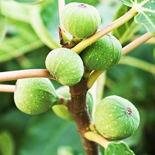 FICO SIMILE-FICUS CARICA - CERRETO DAI FRUTTI GROSSI - albero da frutto da esterno pianta vera Ø 19 cm - h 150 cm