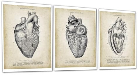Gnosis Picture Archive Cardiology Heart Anatomy Medizinische Wandkunst, Set mit 3 ungerahmten Geschenken für Kardiologen – Arztbüro-Dekor – Geschenk für Medizinstudenten – Medizinisches Klassenzimmer