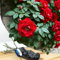Rosa rampicante rossa a radice nuda Paul Scarlet - Rosa audace e profumata per arrampicata su traliccio, bordi del giardino e caratteristiche del paesaggio