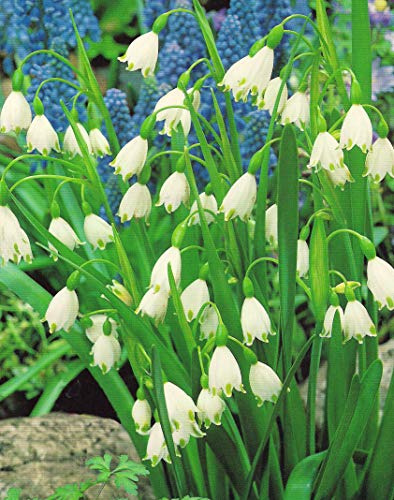 Leucojum Aestivum Späte Märzenbecher (30 Blumenzwiebeln)