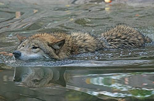 hansepuzzle 29245 - Wolf Puzzle 500 Teile | Tierwelt Puzzle mit hochwertiger Puzzle Aufbewahrung: Kartonbox und wiederverschließbarem Beutel | Puzzle-Maße: 46 x 30 cm