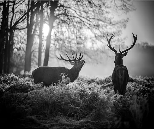 decomonkey - Papier Peint Panoramique Cerf 400x280 cm - Décoration murale moderne – Tapisserie décorative pour chambre salon - Des arbres photographie cerf paysage nature animaux