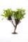 Lincolnshire Pond Plants Ltd - Bogwood, Rocks and PadsTropical Live Aquarium Plants (Java Fern (Windelov) On Tree)