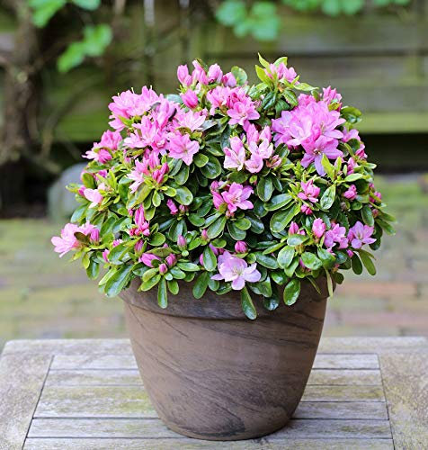 Japanische Azalee Negligee® 15-20cm - Rhododendron obtusum - Zwerg Alpenrose