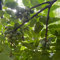 30 pcs Jujube Pflanze Samen, gartenpflanzen winterhart mehrjährig Jujube Baum Kaufen, obstsamen bio saatgut obstsamen bonsai samen kunst pflanzen fürs zimmer exotische früchte pflanztöpfe